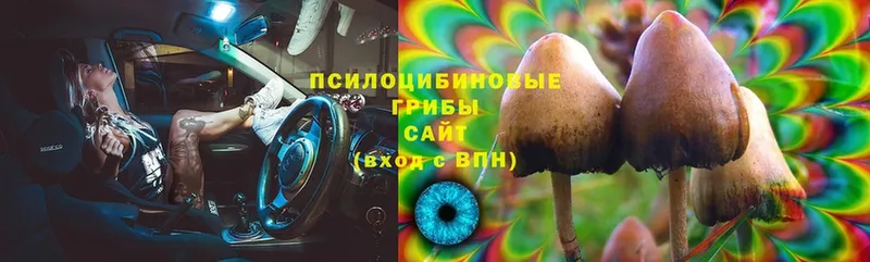 Псилоцибиновые грибы Psilocybe  Будённовск 